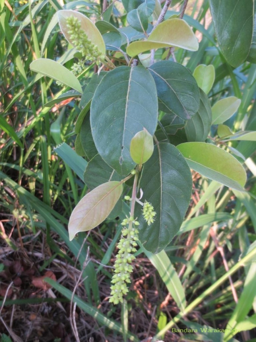 Terminalia chebula Retz.